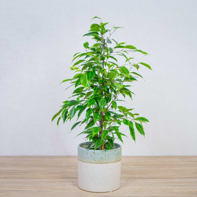 fikus-benjamina-anastasia-ficus fikus-benjamina-anastasia-ficus