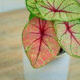 caladium-white-queen
