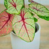 caladium-white-queen
