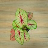 caladium-white-queen