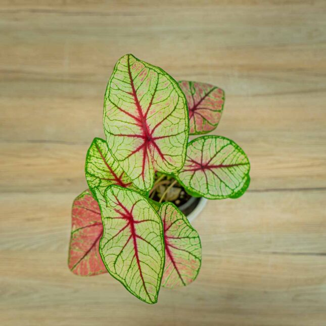 caladium-white-queen caladium-white-queen