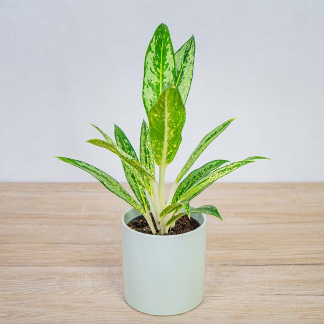 aglaonema-matcha-lemon aglaonema-matcha-lemon