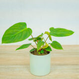 philodendron-fuzzy-petiole