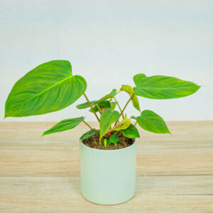 philodendron-fuzzy-petiole