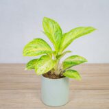 aglaonema-arctic-lime