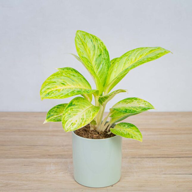 aglaonema-arctic-lime