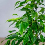 fikus-benjamina-anastasia-ficus