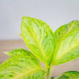 aglaonema-arctic-lime
