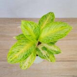 aglaonema-arctic-lime