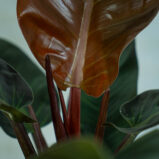 philodendron-imperial-red