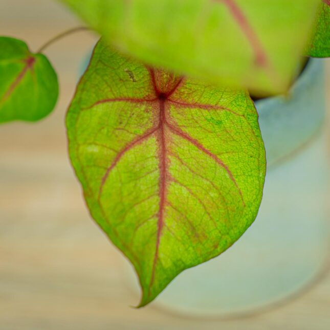 caladium-bicolor-river caladium-bicolor-river