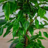 fikus-benjamina-anastasia-ficus