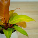 philodendron-prince-of-orange