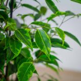 fikus-benjamina-anastasia-ficus