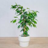 fikus-danielle-ficus
