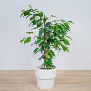 fikus-danielle-ficus