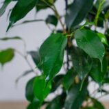 fikus-danielle-ficus