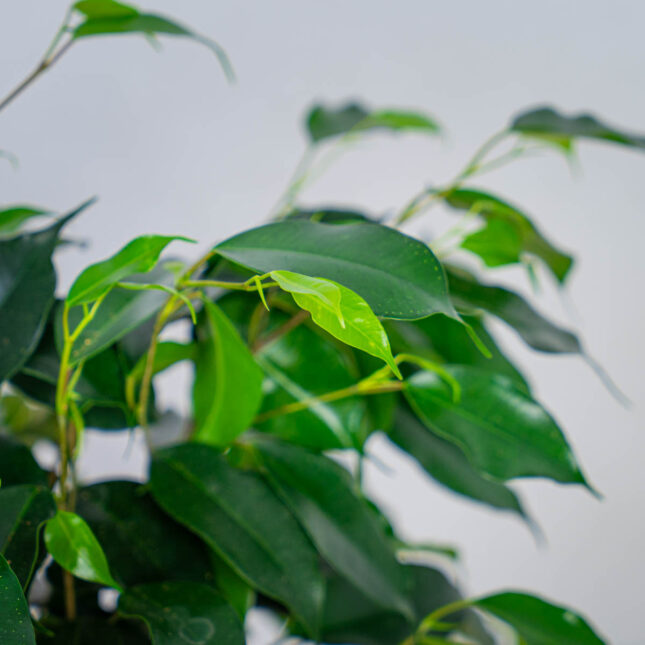 fikus-danielle-ficus fikus-danielle-ficus