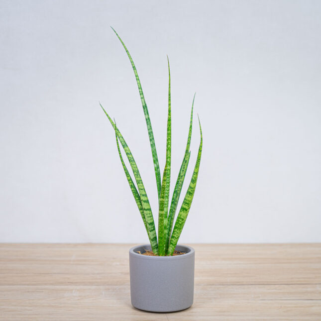 sansevieria-medusa sansevieria-medusa