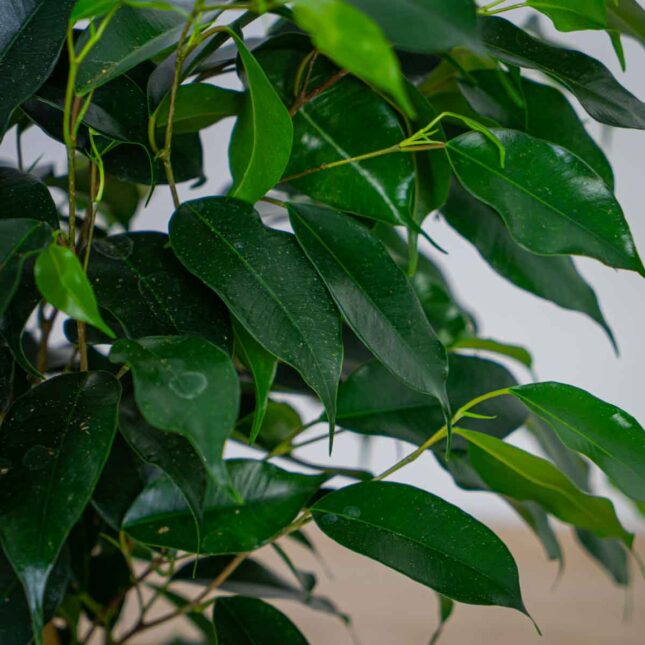 fikus-danielle-ficus fikus-danielle-ficus