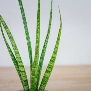 sansevieria-medusa