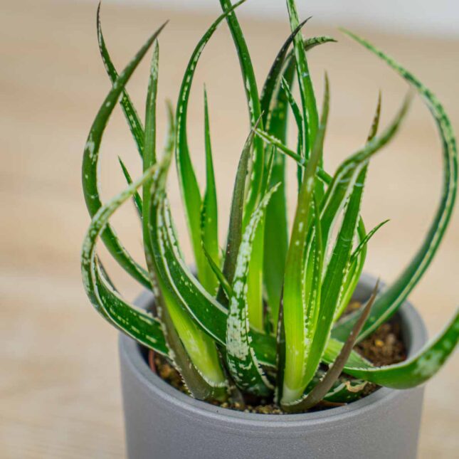 Aloes-maidu Aloes-maidu