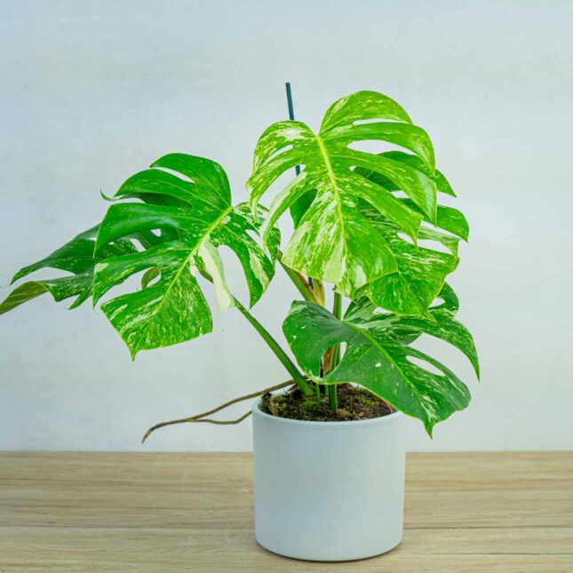 monstera-deliciosa-variegata monstera-deliciosa-variegata-sadzonka