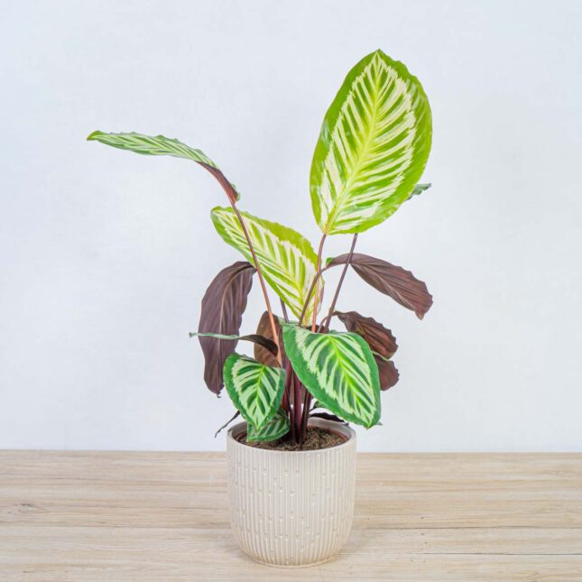 calathea-peacock-cora calathea-peacock-cora