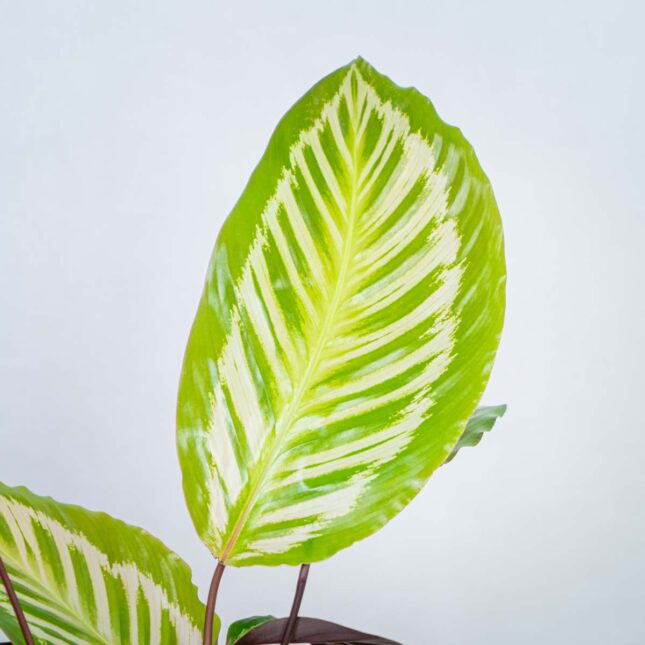 calathea-peacock-cora calathea-peacock-cora