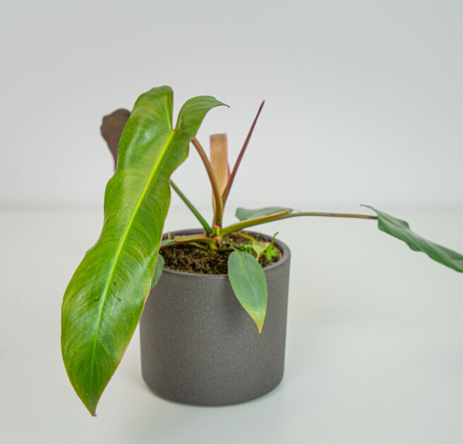 Philodendron atabapoense Philodendron atabapoense