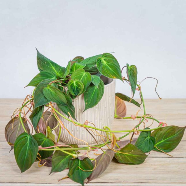philodendron-micans philodendron-micans