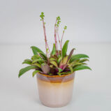 Crassula orbicularis rosularis