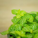 fittonia-joly-lemon