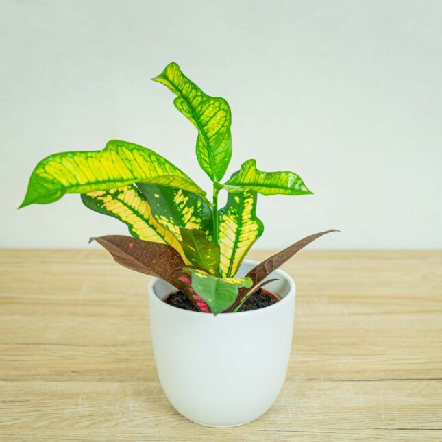codiaeum-wilma-kroton codiaeum-wilma-kroton