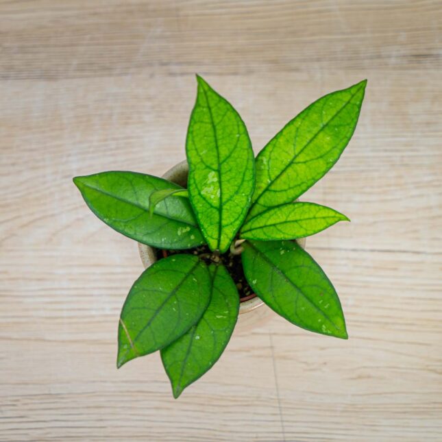 Hoya=crassipetiolata-baby Hoya-crassipetiolata-baby