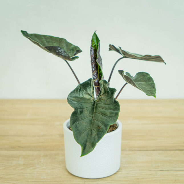 alokazja-antoro-velvet-alocasia alokazja-antoro-velvet-alocasia