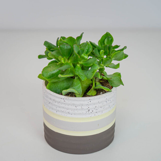 Crassula arborescens (grubosz) Crassula arborescens (grubosz)