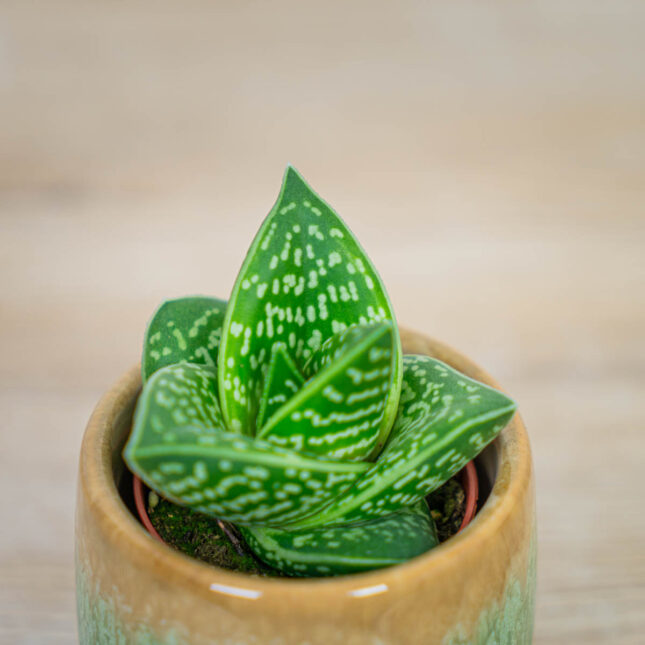 Aloes-tygrysy-aloe-variegata Aloes-tygrysy-aloe-variegata