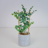 Eukaliptus cinerea "silver dollar"