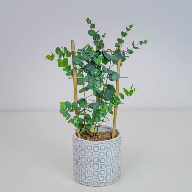 Eukaliptus cinerea "silver dollar"