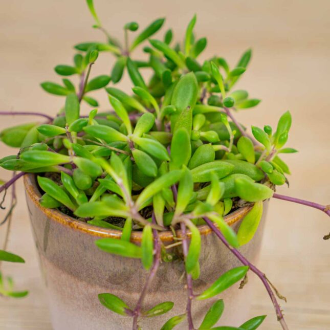 senecio-purple-flush senecio-purple-flush