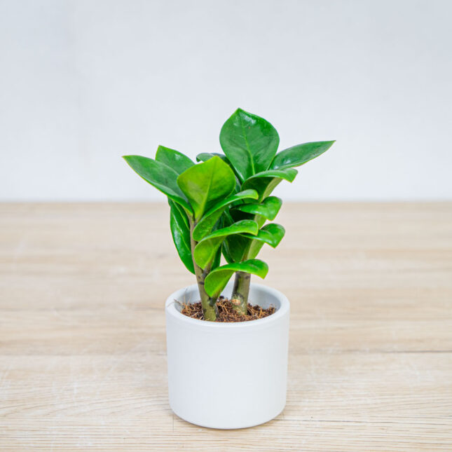 zamioculcas-zamiifolia-zenzi-baby zamioculcas-zamiifolia-zenzi-baby