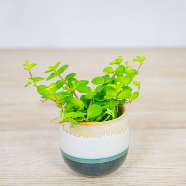 peperomia-rotundifolia-baby peperomia-rotundifolia-baby