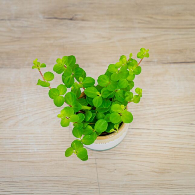 peperomia-rotundifolia-baby peperomia-rotundifolia-baby