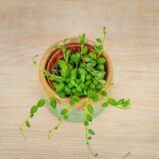 senecio-herreianus-starzec