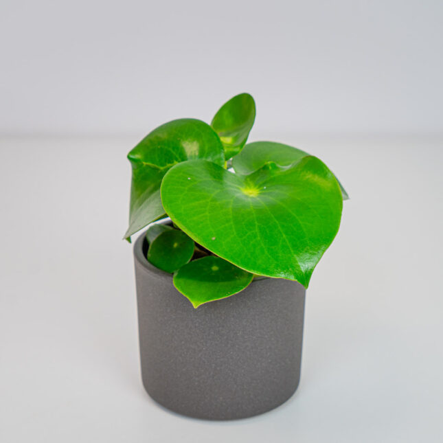 Peperomia raindrop