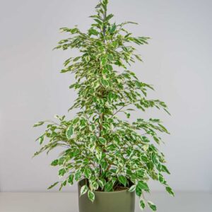 Fikus benjamin twilight (ficus)
