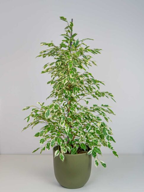 Fikus benjamin twilight (ficus) Fikus benjamin twilight (ficus)
