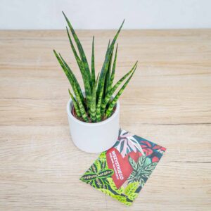 Sansevieria fernwood w osłonce (zestaw)
