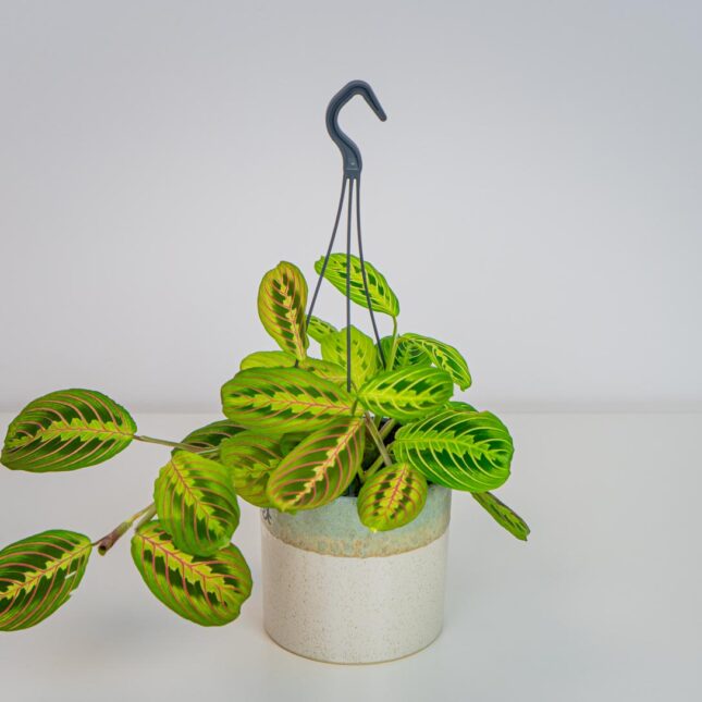 Maranta mix (tricolor oraz lemon lime) Maranta mix (tricolor oraz lemon lime)